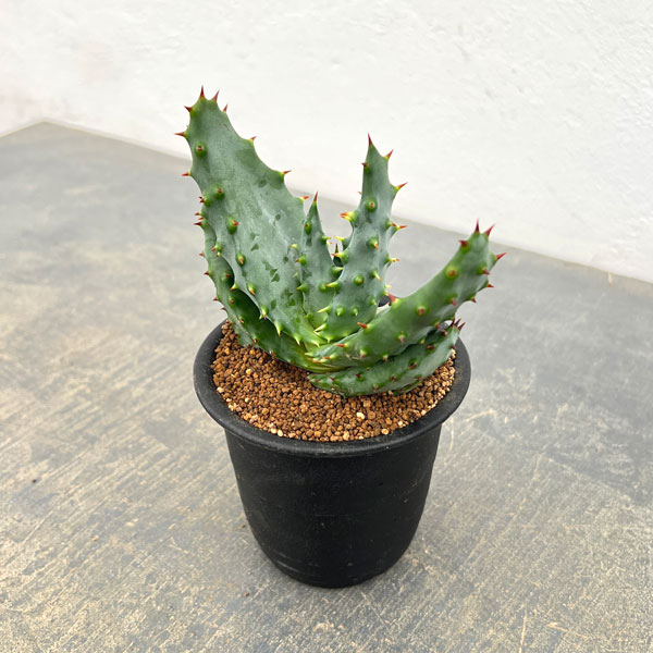 アロエ：アクレアータ　3号鉢植え