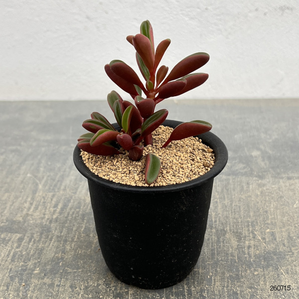ぺぺロミア ：グラベオレンス3号鉢植え