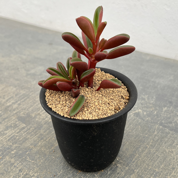 ぺぺロミア ：グラベオレンス3号鉢植え
