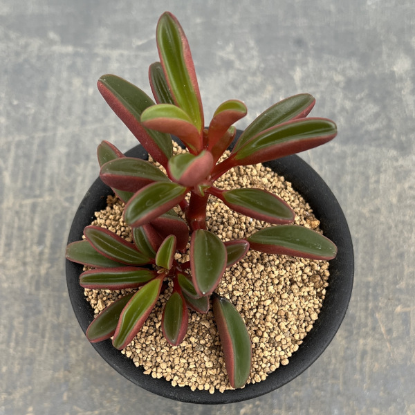 ぺぺロミア ：グラベオレンス3号鉢植え