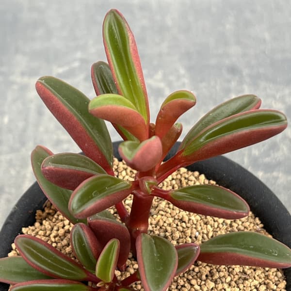 ぺぺロミア ：グラベオレンス3号鉢植え
