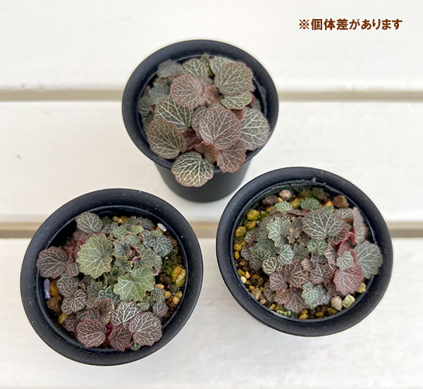 ヒメユキノシタ2.5号ポット