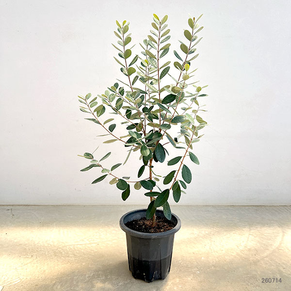 フェイジョア：ジェミニ7号鉢植え