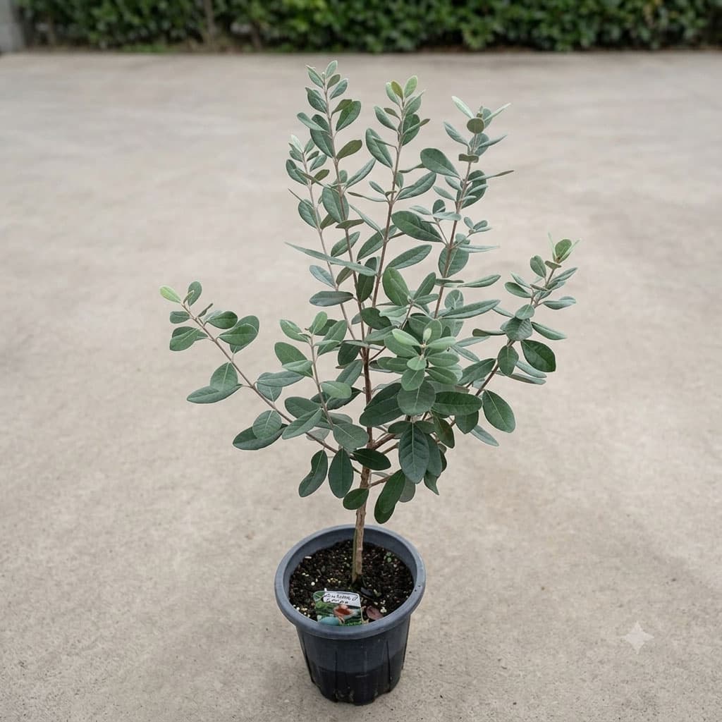 フェイジョア:ジェミニ7号鉢植え