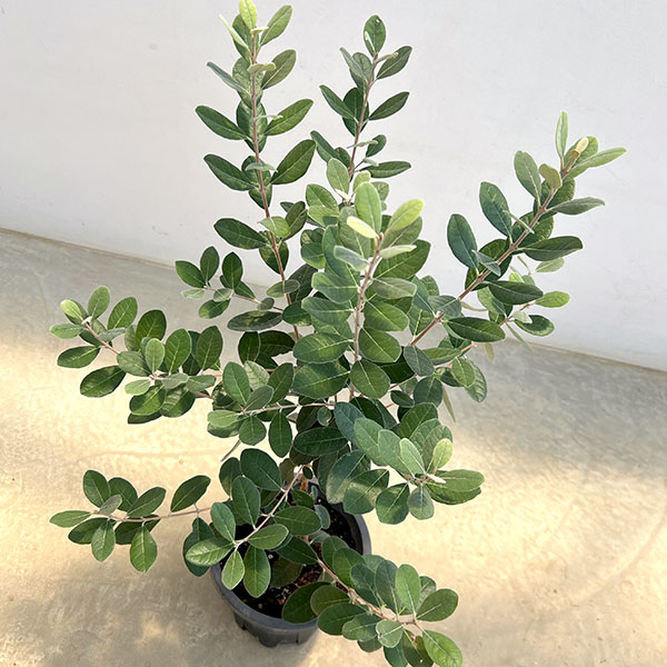 フェイジョア：ジェミニ7号鉢植え