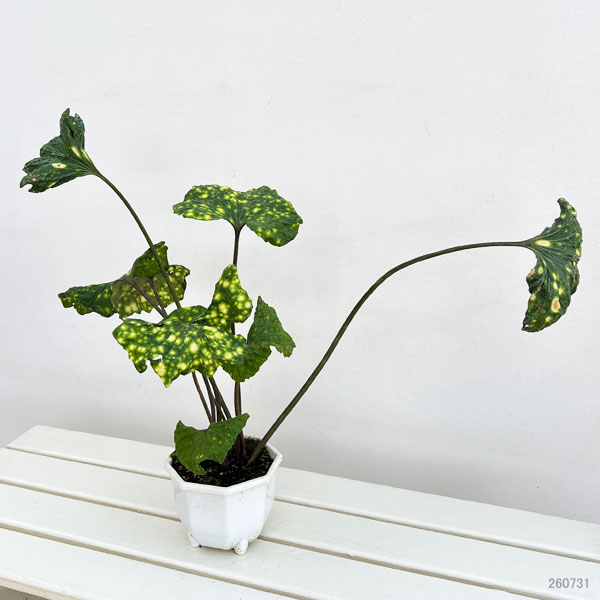 ツワブキ:閻魔(えんま)5号鉢植え