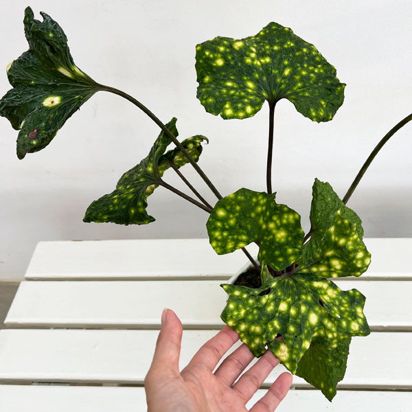 ツワブキ:閻魔(えんま)5号鉢植え