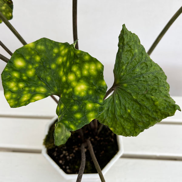 ツワブキ:閻魔(えんま)5号鉢植え