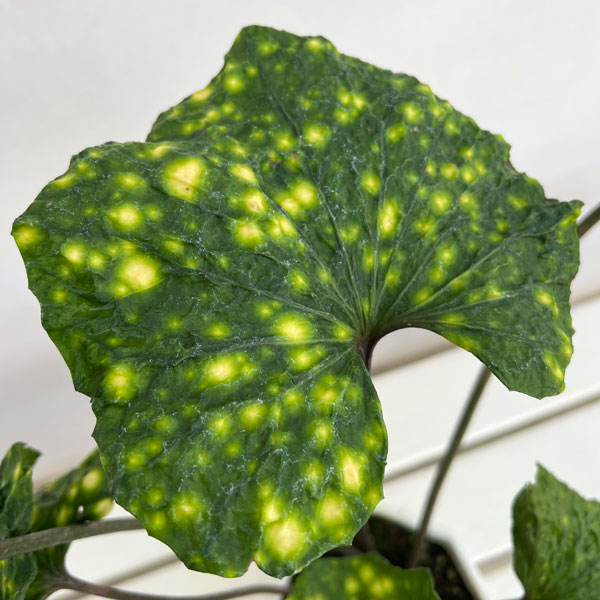 ツワブキ:閻魔(えんま)5号鉢植え