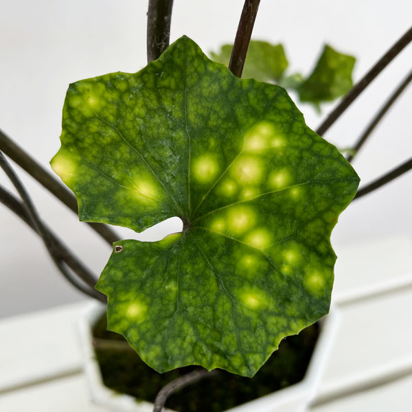 ツワブキ:閻魔(えんま)5号鉢植え