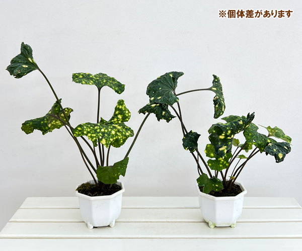 ツワブキ:閻魔(えんま)5号鉢植え