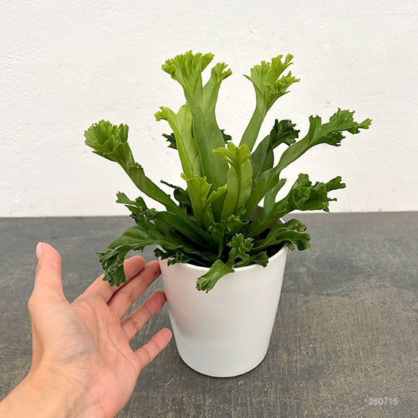 アスプレニウム(アビス):レズリー 4号鉢植え