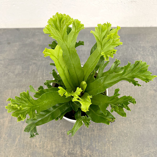 アスプレニウム(アビス):レズリー 4号鉢植え