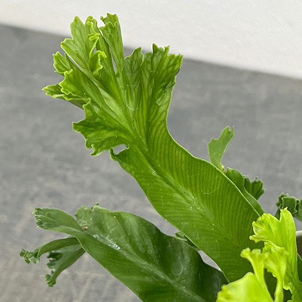 アスプレニウム(アビス):レズリー 4号鉢植え