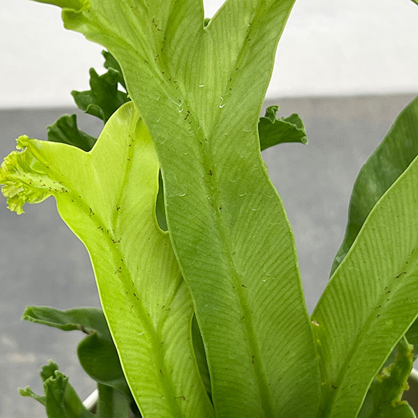アスプレニウム(アビス):レズリー 4号鉢植え