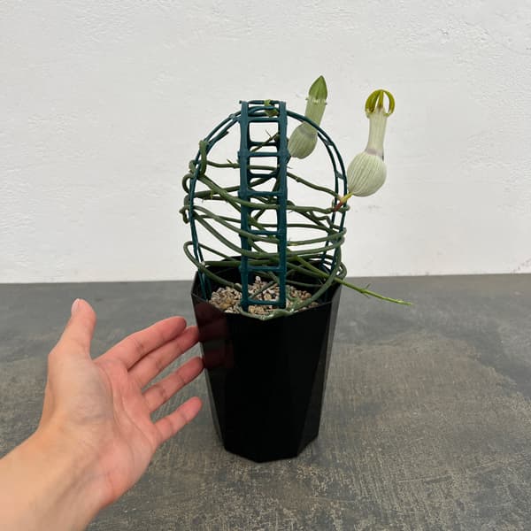 セロペギア:アンブリアータ 4.5号鉢植え