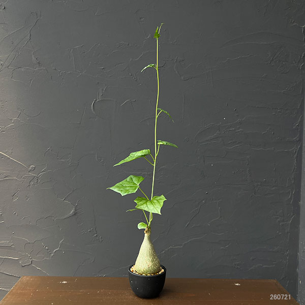 ゲラルダンサス :マクロリザス(眠り布袋)セレクト株 2号鉢植え
