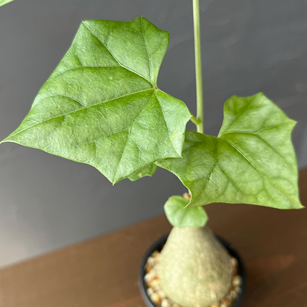 ゲラルダンサス :マクロリザス(眠り布袋)セレクト株 2号鉢植え