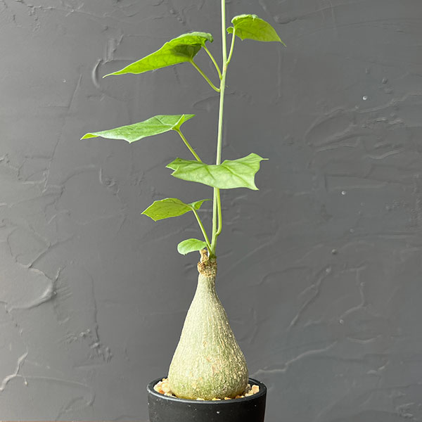 ゲラルダンサス :マクロリザス(眠り布袋)セレクト株 2号鉢植え