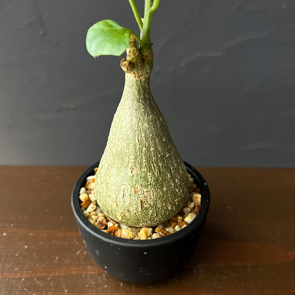 ゲラルダンサス :マクロリザス(眠り布袋)セレクト株 2号鉢植え