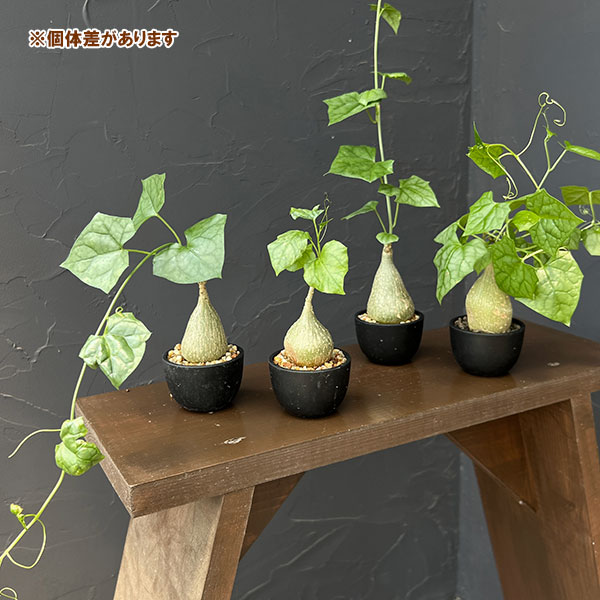 ゲラルダンサス :マクロリザス(眠り布袋)セレクト株 2号鉢植え