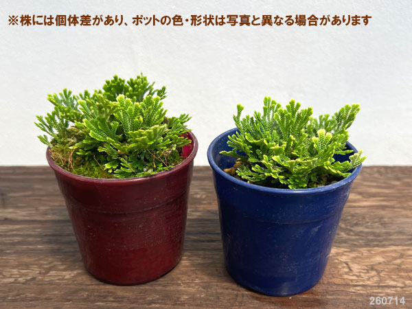 イワヒバ(イワマツ):綾錦3号ポット