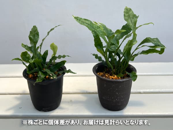 シダ:ヌカボシクリハラン曙3号ポット