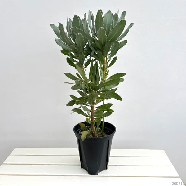プロテア:オーストラリスパッション 7号鉢植え
