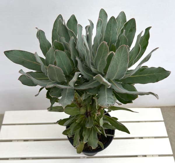 プロテア:オーストラリスパッション 7号鉢植え
