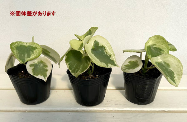 ペペロミア:バーダントフレイム3号ポット