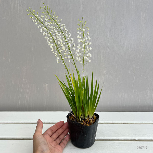 鍾馗花石菖(ショウキハナセキショウ)3号ポット