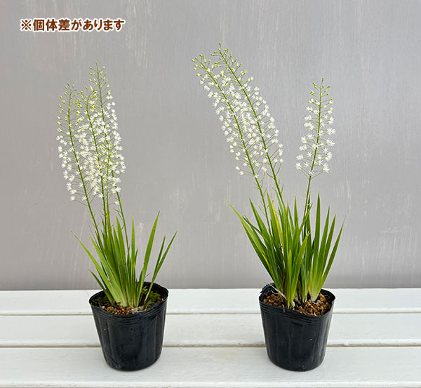 鍾馗花石菖(ショウキハナセキショウ)3号ポット