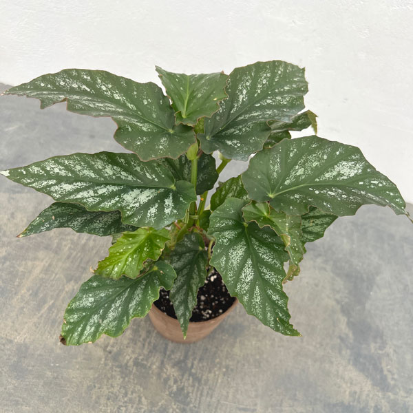 ベゴニア：ドーン　4号鉢植え
