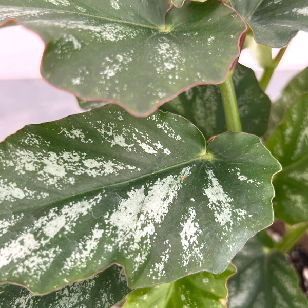 ベゴニア：ドーン　4号鉢植え