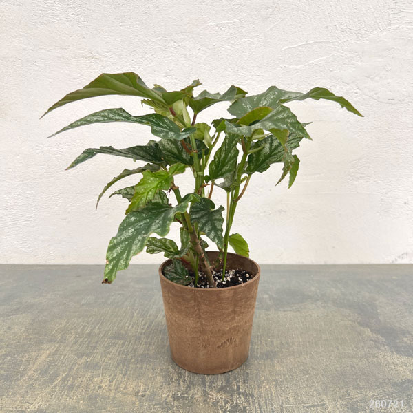 ベゴニア：ドーン　4号鉢植え