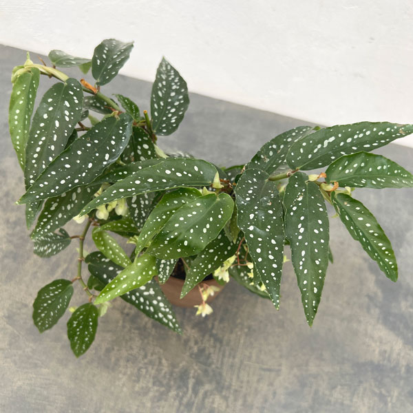 ベゴニア：アルボピクタ　4号鉢植え