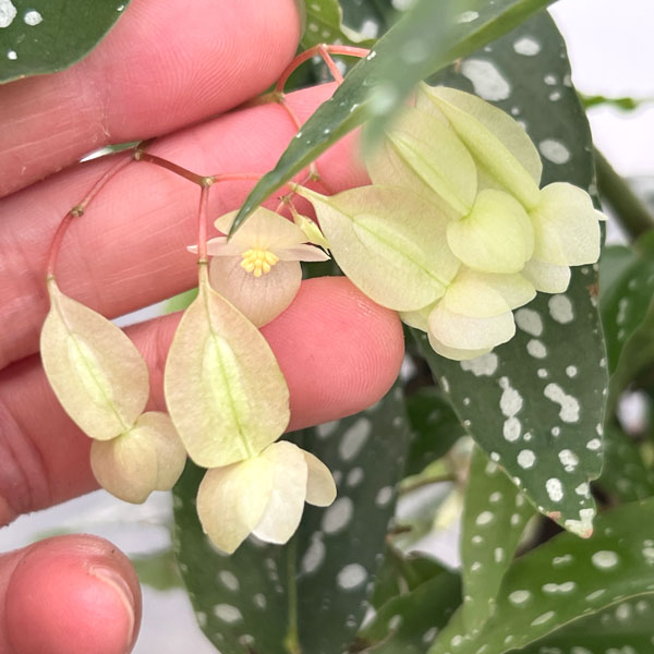 ベゴニア：アルボピクタ　4号鉢植え