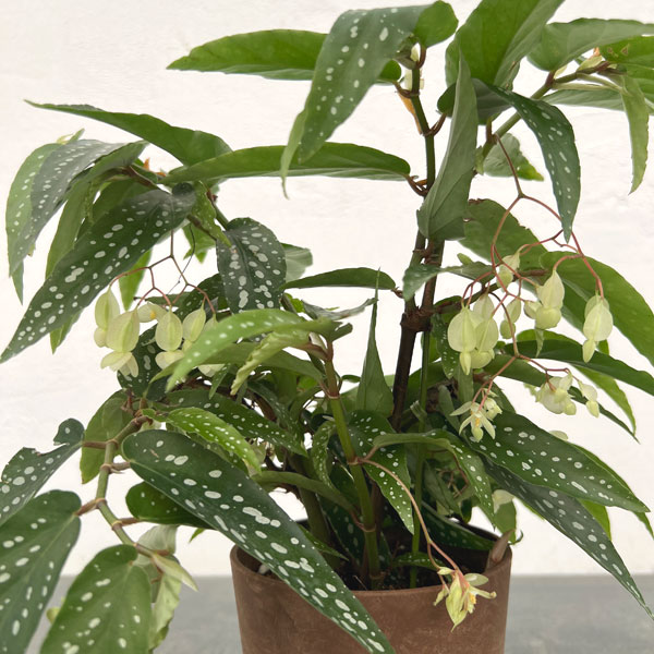 ベゴニア：アルボピクタ　4号鉢植え