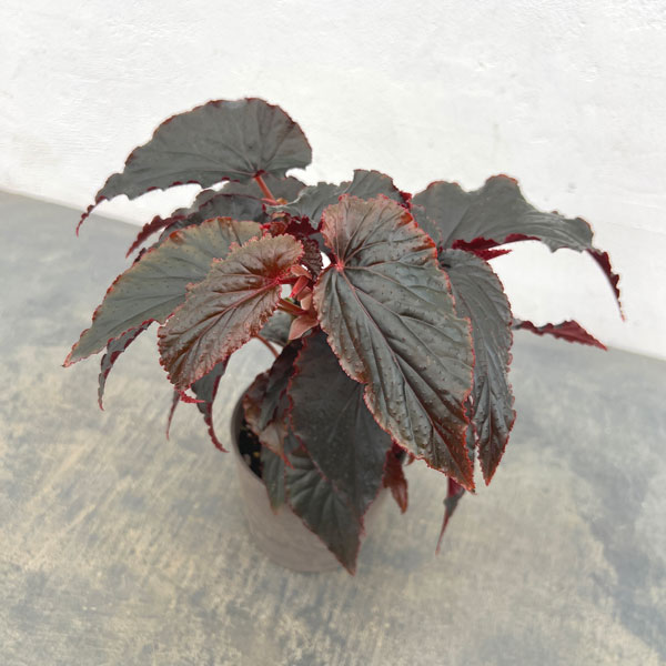 ベゴニア:アラビアン サンセット4号鉢植え