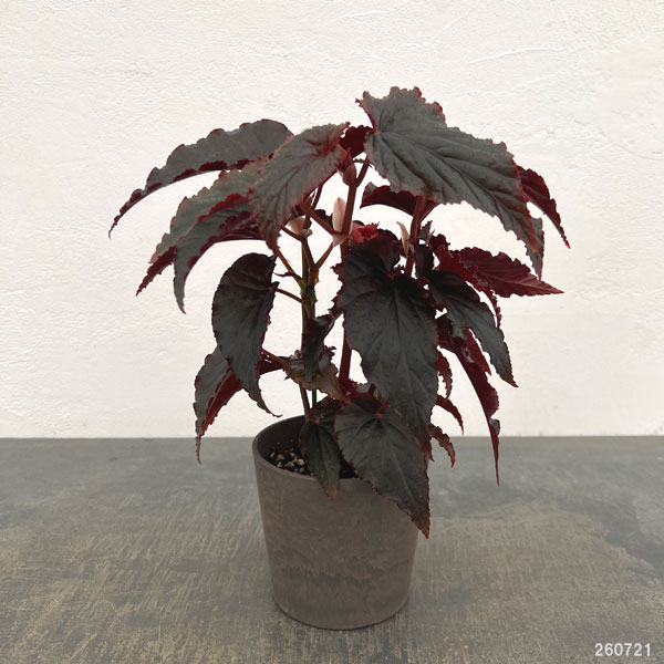 ベゴニア:アラビアン サンセット4号鉢植え