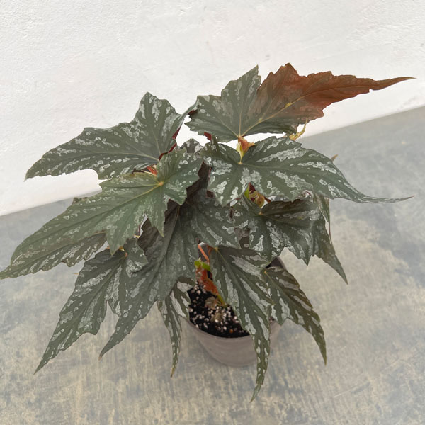 ベゴニア:メンタット4号鉢植え