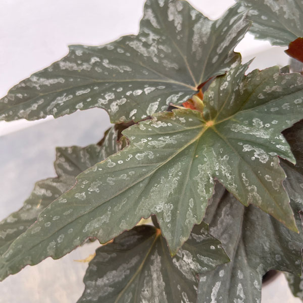 ベゴニア:メンタット4号鉢植え