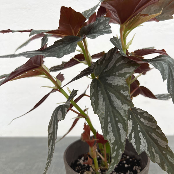 ベゴニア:メンタット4号鉢植え