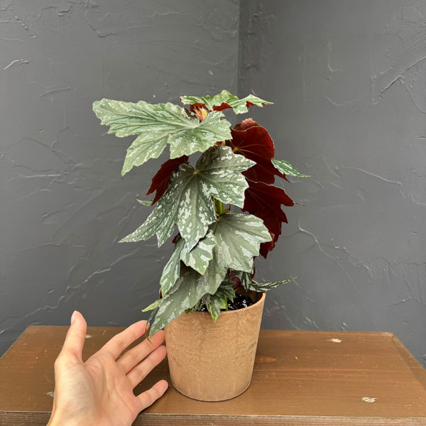 ベゴニア：メンタット4号鉢植え