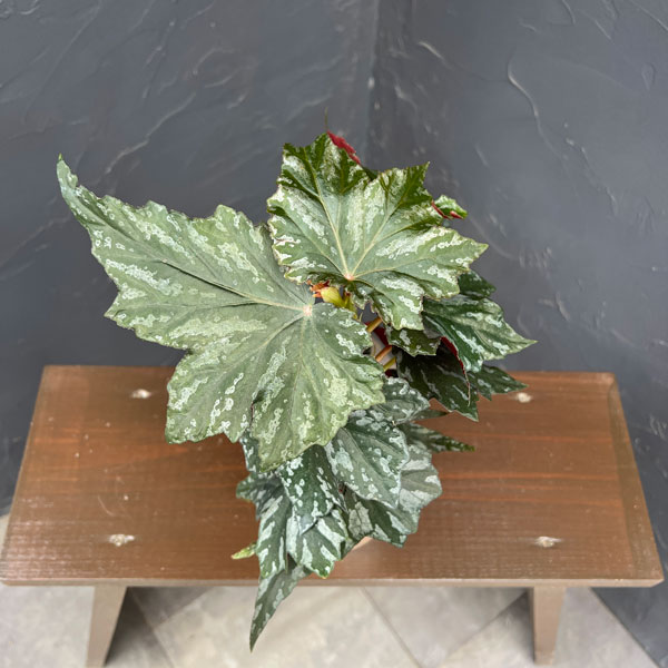 ベゴニア：メンタット4号鉢植え
