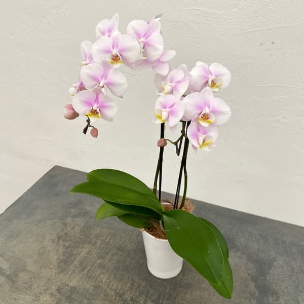 ミディコチョウラン:なごみ2本立ち4号陶器鉢植え