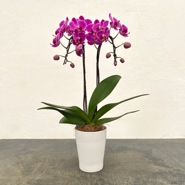 ミディコチョウラン:ママドール2本立ち4号陶器鉢植え
