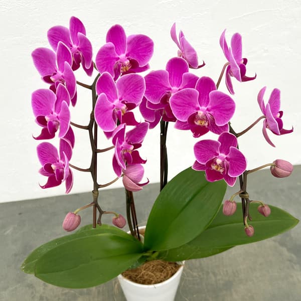 ミディコチョウラン:ママドール2本立ち4号陶器鉢植え