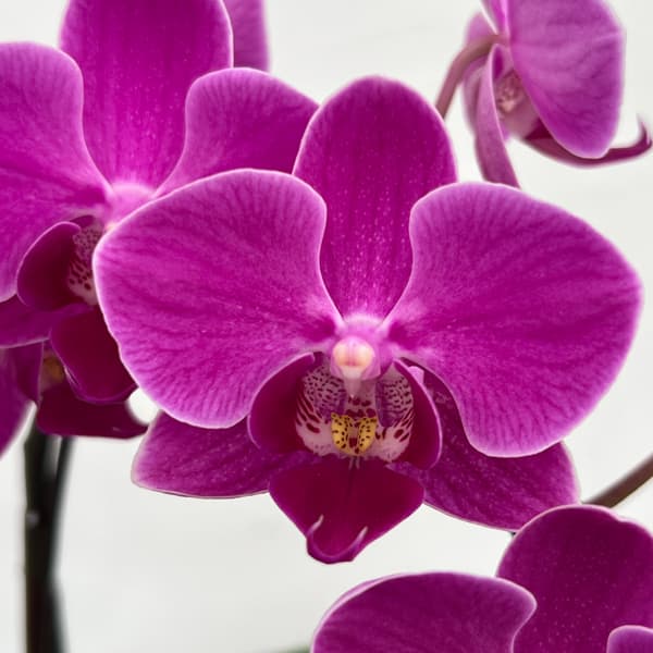 ミディコチョウラン:ママドール2本立ち4号陶器鉢植え