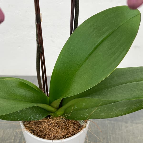 ミディコチョウラン:ママドール2本立ち4号陶器鉢植え